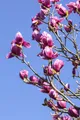 Produktbild: Magnolia liliiflora 'Nigra', Purpur-Magnolie, dunkelviolett, 80–100 cm