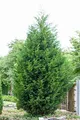 Produktbild: Cupressocyparis leylandii 40–60 cm – Winterhart, Immergrün, Pflegeleicht – Leyland-Zypresse – Heckenpflanze für Garten & Sichtschutz