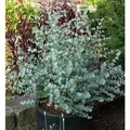 Produktbild: Winterharter Eukalyptus Azura 40-60cm - Eucalyptus gunnii