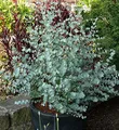 Produktbild: Winterharter Eukalyptus Azura 40-60cm - Eucalyptus gunnii - lebende Gartenpflanze aus den Baumschulen