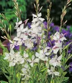 Produktbild: BALDUR Garten 6x Prachtkerze - Gaura 'Weiß', Pflanzen im 9x9 cm-Topf, winterharter Blickfang, Blüten in Schmetterlingsoptik, pflegeleicht, ideal für Beet & Kübel, bienenfreundlich & mehrjährig