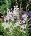 Produktbild: BALDUR Garten Staude Prachtkerze - Gaura 'Weiß', 6 St., Schmetterlings-blüten, winterhart, pflegeleicht