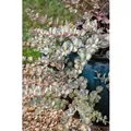 Produktbild: Sedum Sieboldii Mediovariegatum Fetthenne Ca. 9x9 cm Topf