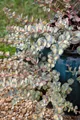 Produktbild: Sedum sieboldii 'Mediovariegatum', Fetthenne, buntlaubig, ca. 9x9 cm Topf