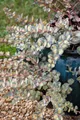 Produktbild: Sedum sieboldii 'Mediovariegatum' 9x9 cm Topf – Winterhart, Mehrjährig, Pflegeleicht – Fetthenne – Bodendecker für Steingarten & Beet