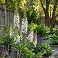 Produktbild: 3x Digitalis purp. Dalmatian White P9H20