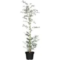 Produktbild: Eucalyptus Silver Dollar Eukalyptus Silberblau 60–80 cm