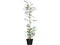 Produktbild: Pflanzen für Dich Eucalyptus Silver Dollar, 1 St., Eukalyptus, Silberdollar-Eukalyptus