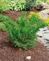 Produktbild: Taxus media 'Farmen', Becher-Eibe, immergrün, 25–30 cm