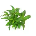 Produktbild: Dennerle Plants Aquariumpflanze Hygrophila Corymbosa Stricta XML Pflanze