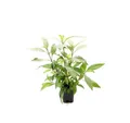 Produktbild: Hygrophila corymbosa 'Stricta' XXL - Dennerle Mutterpflanze Wasserfreund 30008