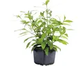 Produktbild: Riesenwasserfreund - Hygrophila corymbosa ´Stricta´ XXL