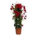 Produktbild: Dipladenie Pflanze, echte Dipladenia sanderi, Pyramide, rot, Topf-Ø 24 cm