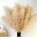 Produktbild: Pampasgras Deko XXL 10 Stück 100cm Schilfgrasstrau
