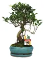 Produktbild: Bonsai Chinesischer Feigenbaum - Ficus retusa - ca. 8 Jahre