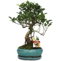Produktbild: Exotenherz Bonsai Chinesischer Feigenbaum Ficus Retusa ca. 8 Jahre