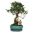 Produktbild: Exotenherz Zimmerpflanze Bonsai Chinesischer Feigenbaum - Ficus retusa - ca. 8 Jahre