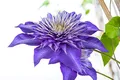 Produktbild: Clematis Hybride 'Multi Blue' 40–60 cm – Winterhart, Mehrjährig, Pflegeleicht – Waldrebe – Kletterpflanze für Pergola & Rankhilfe