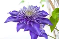 Produktbild: Clematis Hybride 'Multi Blue', Waldrebe, blau, 40–60 cm