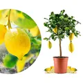 Produktbild: Meine Orangerie Amalfi Zitronenbaum Mezzo - echte Amalfi-Zitrone (Sfusato Amalfitano) - fruchtreife Zitruspflanze - veredelte Zitrone - Citrus Limon amalphitanum - Lemon Tree (Topf Ø 20cm)