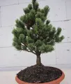 Produktbild: Pinus parviflora Hagoromo - Zwerg-Mädchenkiefer - 20-25cm