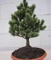 Produktbild: Pinus parviflora Hagoromo - Zwerg-Mädchenkiefer - 20-25cm