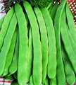 Produktbild: Stangenbohnen Helda/ Stamm Hilda - 100 g Züchtersaat für Ihren Garten