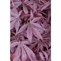 Produktbild: Acer Palmatum Shaina Japanischer Ahorn Kompakt 60–80 cm