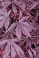 Produktbild: Pflanzen für Dich Gehölze Acer palmatum Shaina, 1 St., Japanischer Ahorn, Fächerahorn