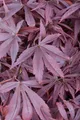 Produktbild: Acer palmatum 'Shaina', Japanischer Ahorn, kompakt, 60–80 cm