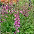 Produktbild: Fingerhut Foxi - Digitalis purpurea