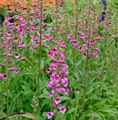 Produktbild: Fingerhut Foxi - Digitalis purpurea