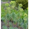 Produktbild: Garten-Wolfsmilch - Euphorbia characias