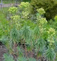 Produktbild: Garten-Wolfsmilch - Euphorbia characias