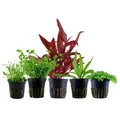 Produktbild: Aquaone Wasserpflanze Pflanzen Set mit 5 Vordergrund Wasserpflanzen Nr.138