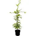 Produktbild: Carpinus betulus 80-100 cm 3 Liter Topf