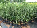 Produktbild: Carpinus betulus 80–120 cm – Winterhart, Mehrjährig, Pflegeleicht – Hainbuche Weißbuche – Heckenpflanze für Garten & Sichtschutz