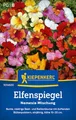 Produktbild: Kiepenkerl Elfenspiegelsamen Nemesia Mischung 1014600 - Einjährige Blume mit einer Wuchshöhe von 10 bis 20 cm und Inhalt für 100 Pflanzen - Blumensamen, Saatgut
