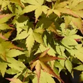 Produktbild: GreenboutiQ - Balkonpflanze - Japanischer Ahorn - Acer palmatum Summergold - Gelb - 1 Pflanze - Laubabwerfend - Topf 19cm Höhe 70cm