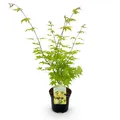 Produktbild: Japanischer Ahorn Acer palmatum Summergold Gelb ⌀19cm ↕70cm