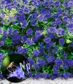 Produktbild: BALDUR Garten 1x Zierstrauch Bartblume 'Blauer Spatz®' , Pflanze im 9x9 cm-Topf, Caryopteris clandonensis, winterhart, für Standort in der Sonne geeignet, reichblühend
