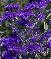 Produktbild: BALDUR Garten 1x Zierstrauch Bartblume 'Blauer Spatz®', Pflanze im 9x9 cm-Topf, Caryopteris clandonensis, winterhart, für Standort in der Sonne geeignet, reichblühend