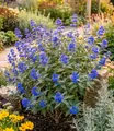 Produktbild: BALDUR Garten Zierstrauch Bartblume 'Blauer Spatz®', 1 St., Bartblumenstrauch, winterhart, mehrjährig, reichblühend