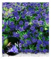 Produktbild: Zierstrauch Bartblume 'Blauer Spatz®' , 1 Pflanze Caryopteris clandonensis