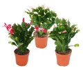 Produktbild: Weihnachtskaktus – Schlumbergera – 3er-Set