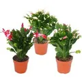 Produktbild: Exotenherz Weihnachtskaktus Schlumbergera Set Mit 3 Pflanzen