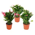 Produktbild: Exotenherz - Weihnachtskaktus - Schlumbergera - Set mit 3 Pflanzen