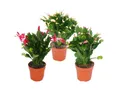 Produktbild: Exotenherz Kaktus Weihnachtskaktus - Schlumbergera - Set mit 3 Pflanzen