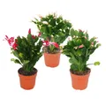 Produktbild: Exotenherz - Weihnachtskaktus - Schlumbergera - Set mit 3 Pflanzen