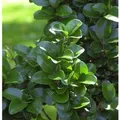 Produktbild: Japanischer Liguster Rotundifolium 25-30cm - Ligustrum japonicum